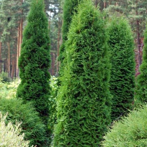 Thuja occidentalis 'Boothii' - Harilik elupuu 'Boothii' C1/1L